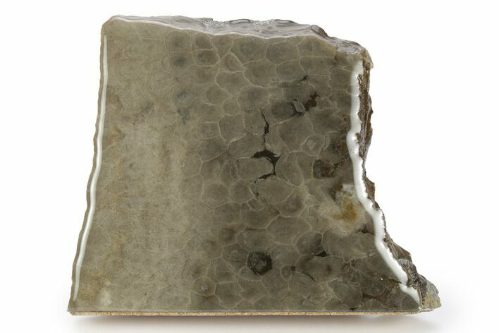 Free-Standing, Petoskey Stone (Fossil Coral) Section - Michigan #245498